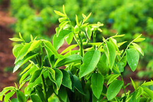 Ventas calientes para la hoja andrógina de Sauropus seca con la calidad de exportación más alta del proveedor de Vietnam - Product Image 3