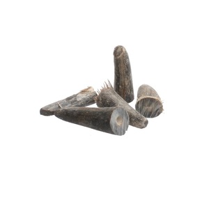 Fabrication de pointes de corne de vache/boeuf et buffle pointes de corne de buffle artisanat naturel et meilleur prix - Product Image 5