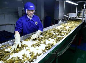 Meilleures ventes Meilleures conserves vietnamiennes Concombre mariné/Cornichon mariné du Vietnam à bon prix - Product Image 6