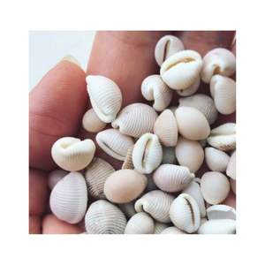 สินค้าขายดี เปลือกหอยธรรมชาติจากเวียดนาม สำหรับทำเครื่องประดับ งานฝีมือตกแต่ง - Product Image 1