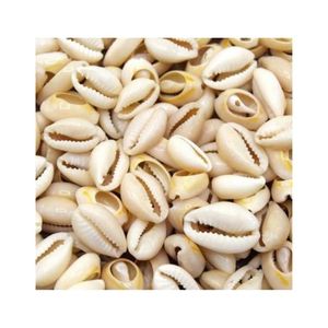 Conchas de conchas de Acuario, varios tamaños, patrones y colores - Product Image 6