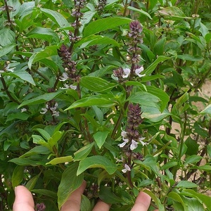 Semilla de albahaca pura orgánica, vitamina 100% Natural, sabor dulce Natural, especias de Vietnam, hiedra 84977157110 - Product Image 2