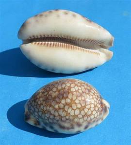 Conchas Marinas Naturales de Vietnam - Conchas de Cauri Moneda 99GD - Product Image 6