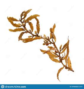 ปุ๋ยอินทรีย์ Sargassum สาหร่าย (ผง) - Product Image 6