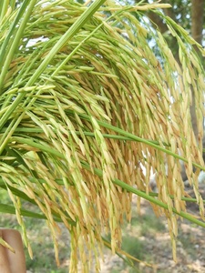 Jasmine ข้าว5% หอมสีขาวอบแห้งคุณภาพสูงในราคาที่ดี-WhatsApp 0084989322607 - Product Image 2