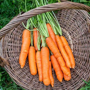 Aceite de Semilla de Zanahoria 100% Orgánico, Aceite Esencial Puro Destilado al Vapor, Certificado GMP e ISO - Product Image 4