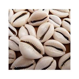 Conchas de conchas de Acuario, varios tamaños, patrones y colores - Product Image 2