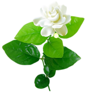 Cafede — tartar Chameli, naturel et pur - Product Image 1