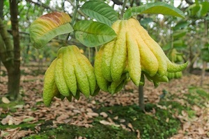 Buddah Fingers ส้ม - Product Image 3