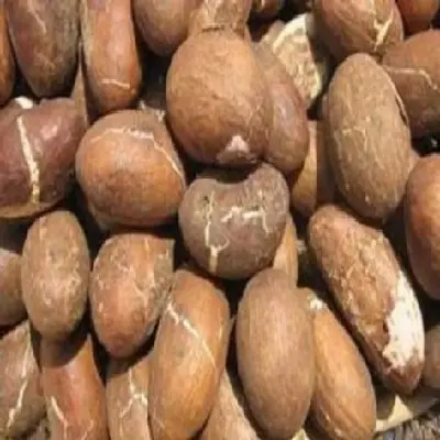Kacang Pahit Kering Segar Kola/Pahit Kola