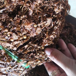 Sargassum-algas marinas secas marrones, Hai Zao, vendedor china de Vietnam, MS Nary + 84 976 592 207 - Product Image 3