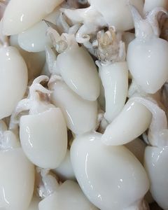 Ikan Sotong Bayi Berkualitas Tinggi