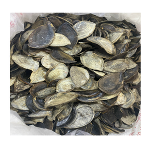 Murex operculo seco para Perfume, mejor precio, 99GD - Product Image 1