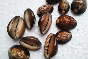 Concha de Mar Natural Cortada por la Mitad, Decoración de Concha de Cauri, Concha Marina, Concha de Caracol 99GD - Product Image 5