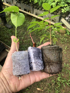 เม็ดมะพร้าวอัดเม็ดสำหรับเพาะเมล็ดแบบไม่ใช้ดิน ช่วยเร่งการเจริญเติบโตของต้นกล้าในระยะเริ่มต้น - Product Image 6