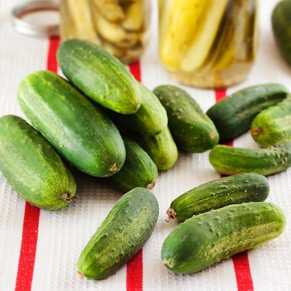 Quality Fresh Cucumber available for Exportation
