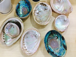 Vỏ Bào Ngư Tự Nhiên Được Đánh Bóng, Vỏ Bào Ngư Lớn Lấp Lánh-Vỏ Bào Ngư <span class=keywords><strong>Paua</strong></span> (Ws0034587176063 - Product Image 3
