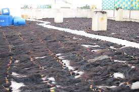 ผมต่อจากผมมนุษย์บริสุทธิ์ผมชาวอินเดีย20 "28" 30 "ผมลอนนุ่มธรรมชาติ - Product Image 5