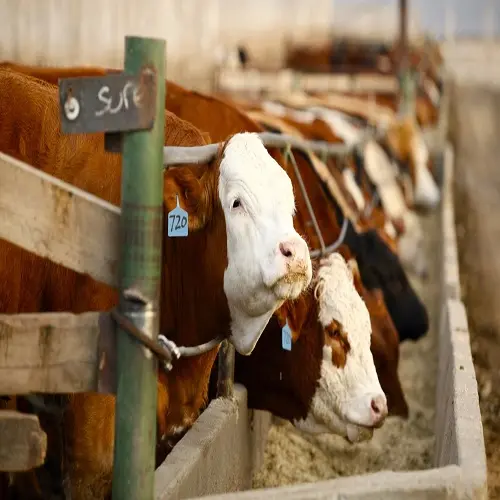 HALAL di SOIA MANGIMI per ANIMALI PELLET di FAGIOLI di SOIA PKE di PALMA KERNEL PANELLO di MAIALE, MUCCA, POLLO PECORE 22% di PROTEINE MIGLIORE IN Konya TACCHINO