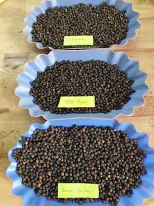 Poivre noir en grains de 2 mm, prix d'usine, herbe séchée, épice en forme entière, brute, traitée, certifiée JAS, casher, IMO - Product Image 4