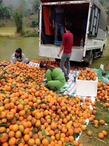 <b>Fresh</b> Ha Giang Province Orange Made in Vietnam High Quality Sweet Taste Organic Type Hot 2022 - Product Image 5