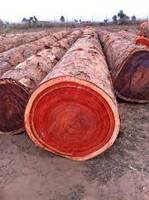 Bois de Padouk Africain de Haute Qualité, Bûche/ Bois/ Scié, Prix Négociable pour Revêtements de Sol, Meubles et Autres Objets en Bois