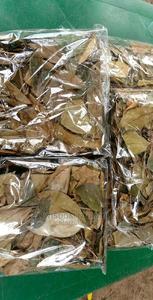 ผู้ให้บริการอินทรีย์แห้ง SOURSOP ใบ/GRAVIOLA ใบ-สมุนไพรธรรมชาติจากเวียดนาม /Axel + 84 38 776 0892 - Product Image 3