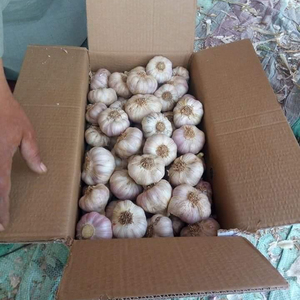 Ail rouge frais de qualité supérieure, paquet de 25 kg en provenance d'Afrique du Sud, durée de conservation de 2 ans - Product Image 1