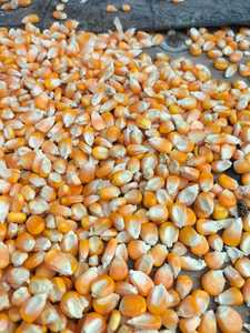 Comida de gluten de maíz amarillo de grado alimenticio a granel 60% proteínas semillas secas estilo para animales ganado cerdos caballos - Product Image 5