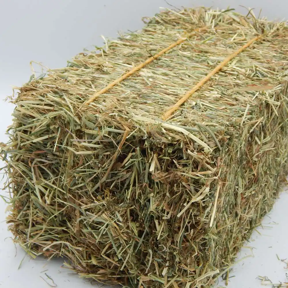 Beli Kualitas Tinggi Premium Alfalfa Ha dan, Alfalfa Hay Bales