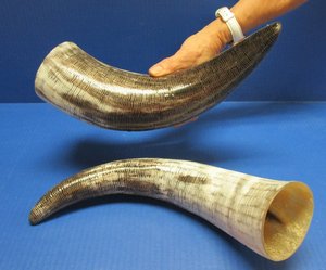 Paire de cornes décoratives murales et pointe de corne/corne naturelle non polie, prête pour la vente en gros, pour mur, non polie - Product Image 6