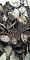 Opercule de Murex à prix compétitif / Escargot de Murex / Coquille d'opercule séchée