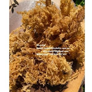 สาหร่ายทะเลอบแห้งออร์แกนิกคุณภาพสูง บรรจุถุง  ติดต่อคุณลิลี่ +84 906927736 ได้รับการรับรองมาตรฐาน HACCP - Product Image 1