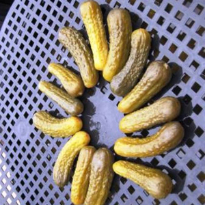 Concombres de légumes Cornichons en saumure salée - Product Image 1