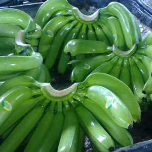 Plátanos Cavendish Verdes Vietnamitas Frescos de Alta Calidad, Grado 1, con Sabor Dulce y Suave, Mejor Precio al por Mayor - Product Image 1