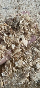 Prix très compétitif : Fournisseur de sciure de bois en vrac, biomasse industrielle, combustible, sciure de bois / blocs de sciure de bois - Product Image 3