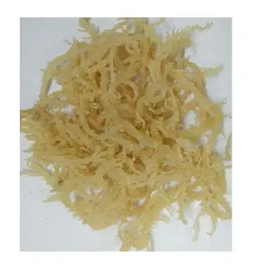ドライEUCHEUMACOTTONII/サルガッサム海藻高品質 // Ms Jade/WHATSAPP 84 787408159