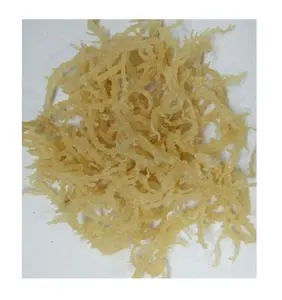 건조 EUCHEUMA COTTONII/Sargassum 해초 고품질 Ms Ms 옥/WHATSAPP + 84 787408159