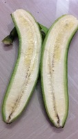CTC Green Banana-BD Modelo de Origen 2021