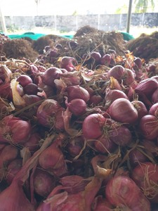 THE BEST QUALIFY FRESH <strong>ONION</strong> for EXPORT ORIGIN VIET NAM - Product Image 5