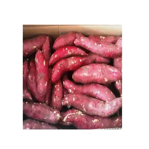 Hot Sale -Sweet potato cheap price - Wholesale for sweet potatoes / frozen potato from Vietnam
