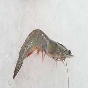 Crevettes surgelées marques avec bon prix d'usine - Product Image 2