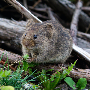 Piège à souris réutilisable écologique en métal noir léger et facile à utiliser pour la lutte antiparasitaire intérieure et extérieure non toxique - Product Image 6