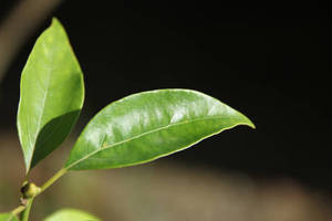 น้ำมันหอมระเหยใบอบเชยออร์แกนิคแท้ 100% จากศรีลังกา สกัดด้วยไอน้ำ มีจำหน่ายสำหรับการซื้อจำนวนมากในราคาประหยัด - Product Image 6