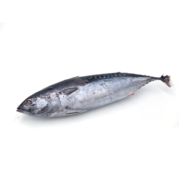 Poisson Bonito givré, poisson rond, 500g, eau de mer, bas prix, nouvelle collection, en stock, offre spéciale