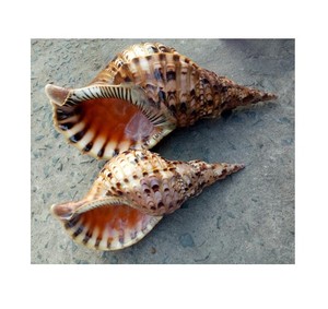 Lot de 100 coquillages polis blancs, pierres naturelles artisanales, bon prix, du Vietnam - Product Image 4