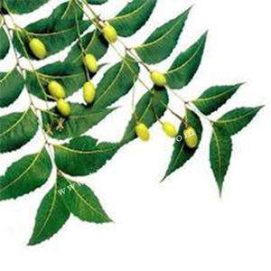 Poudre indétectée biologique Triple raffinée, fabricant indien de Neem, en vrac 100% pure pour les soins capillaires - Product Image 4