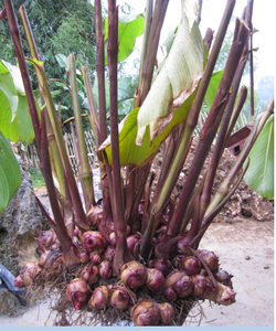Harina de arrowroot de la mejor calidad, orgánica - Product Image 1