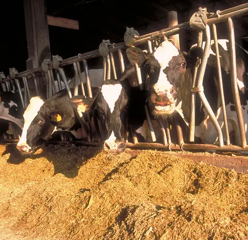 100% natürliches Bio-Sojabohnen mehl für die Verwendung von Geflügel-und Viehfutter