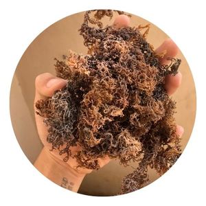 ต้นมอสทะเลสีทองและสีม่วง/มอสทะเลดิบ/สีขาว euchema cottonii สาหร่ายมิสลิลลี่ - Product Image 1